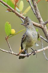 Plain-crested Elaenia